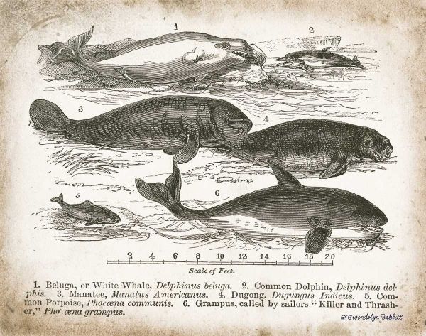 Antique Whales I
