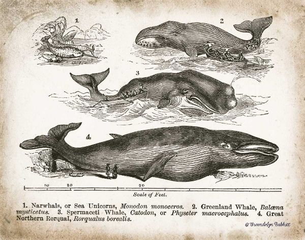 Antique Whales II