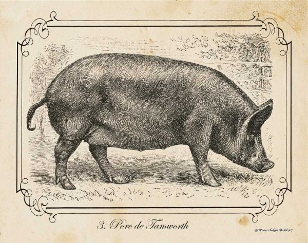 Farm Pig I