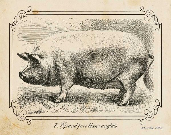 Farm Pig II