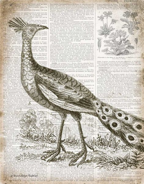 Vintage Bird I