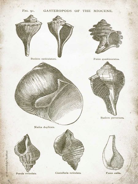 Vintage Shells II