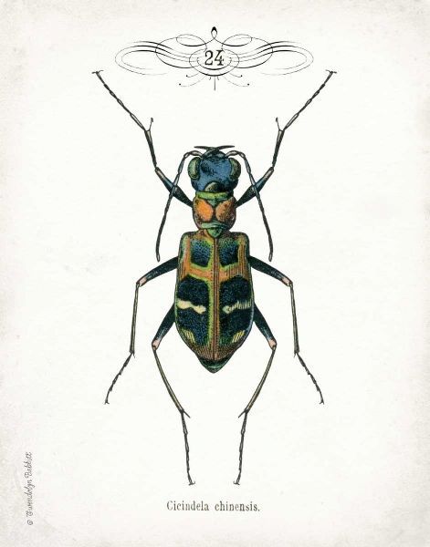 Beetle I
