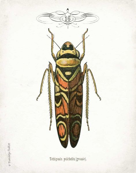 Beetle III