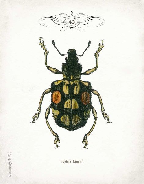 Beetle IV