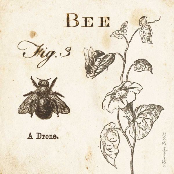 Bee Fig 3