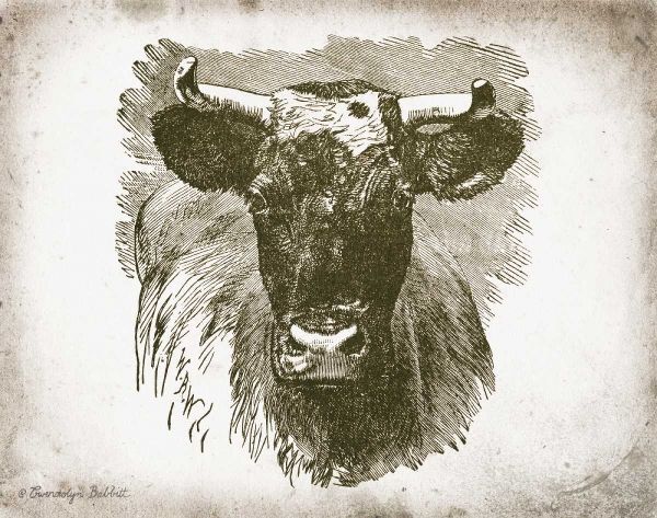 Cow Face I