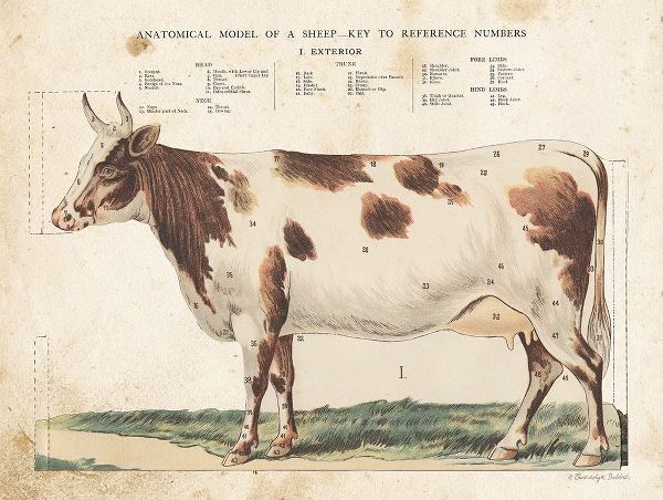 Anatomical Model Cow
