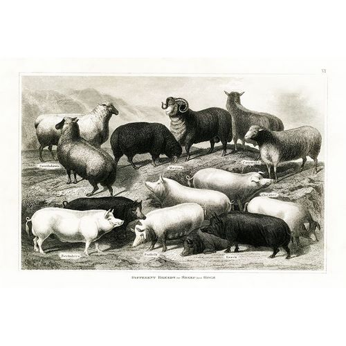 1800s Sheep and Pig Chart