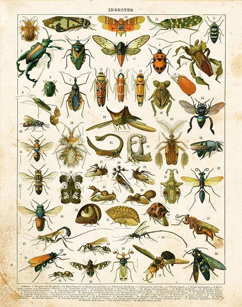 Bug Chart II