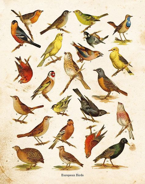 Bird Chart I
