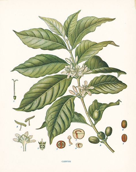 Coffee Botanical
