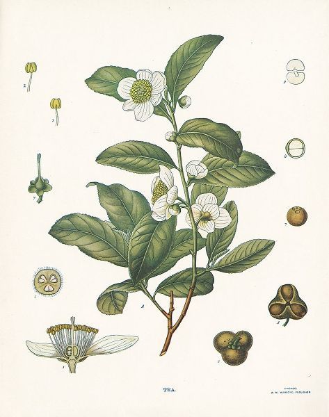 Tea Botanical