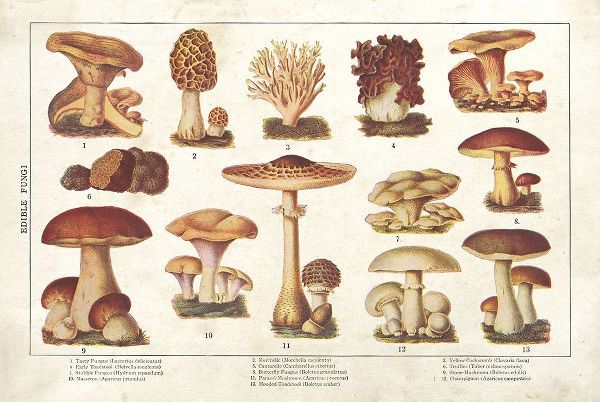 Mushroom Chart II