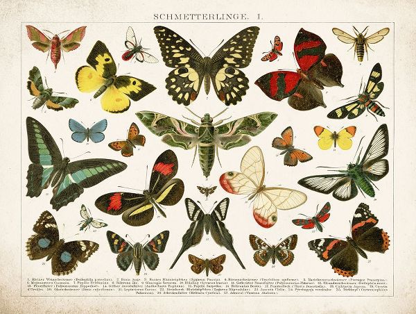 Babbitt, Gwendolyn 아티스트의 Butterfly Chart작품입니다.
