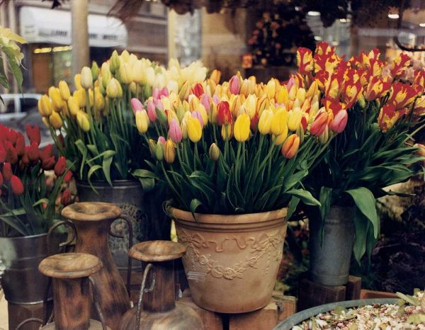 Tulips Paris