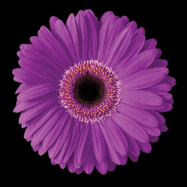 Gerbera Daisy Purple