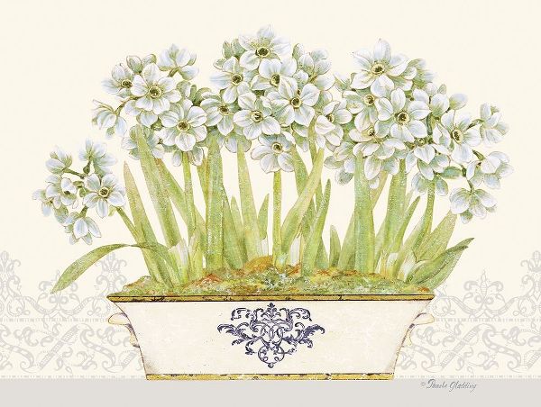 Imperial Narcissus Horizontal