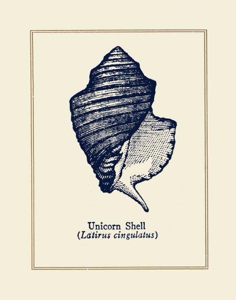 Unicorn Shell