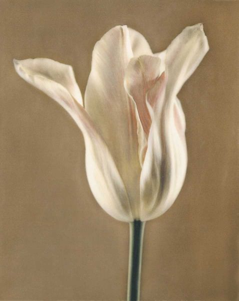 Lumiere Tulip I