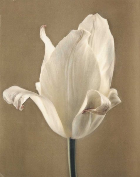 Lumiere Tulip II