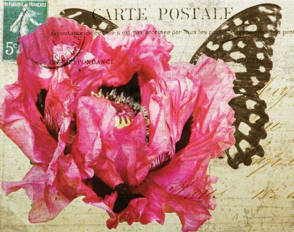 Carte Postale Poppy