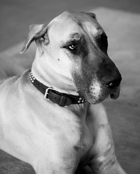 Great Dane Black and White