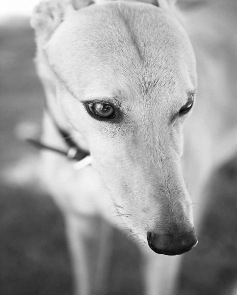 Greyhound Black and White