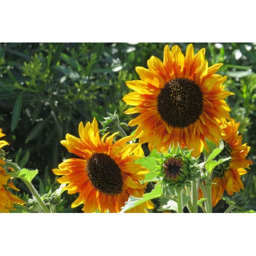 Summer Sunflowers I