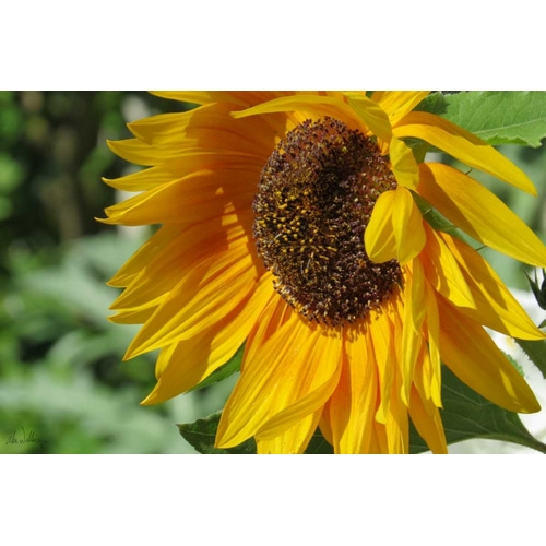 Summer Sunflowers II