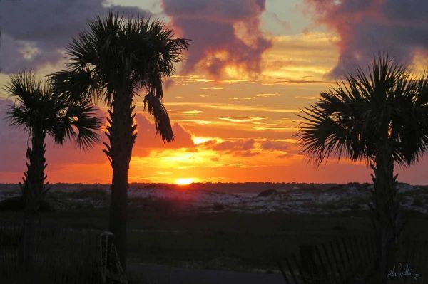 Sunset Palms I