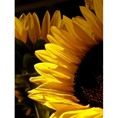 Sunlit Sunflowers I