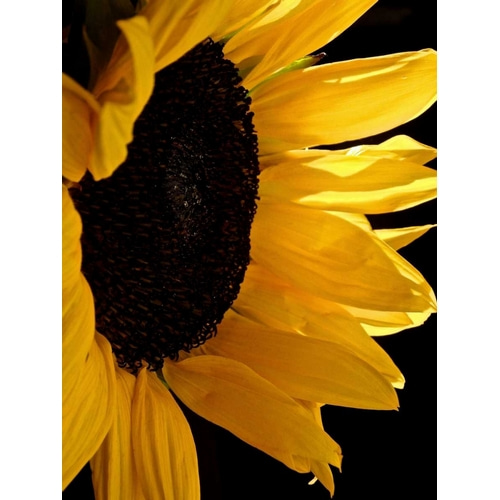 Sunlit Sunflowers II