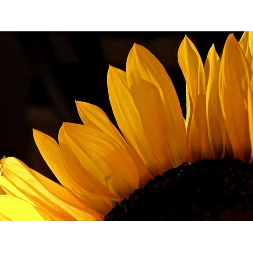 Sunlit Sunflowers III