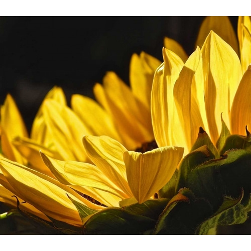 Sunlit Sunflowers IV