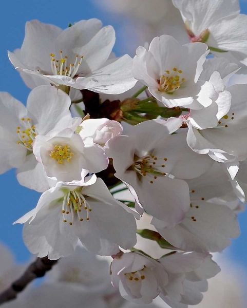 Apple Blossoms IV