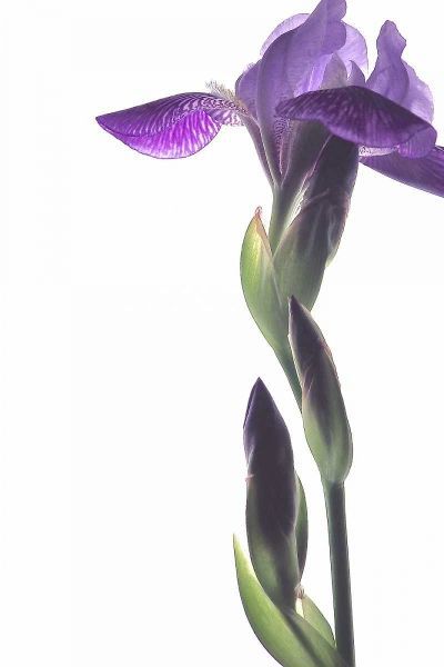 Purple Iris I