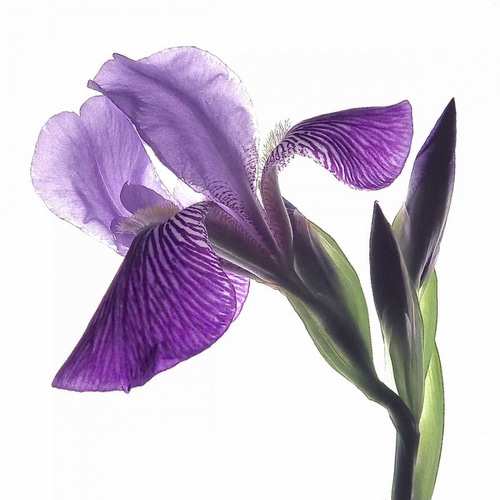 Purple Iris III