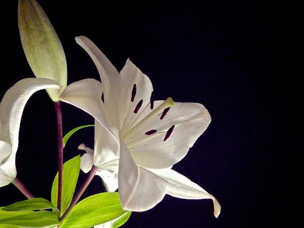White Lilies I