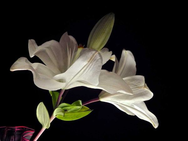 White Lilies II