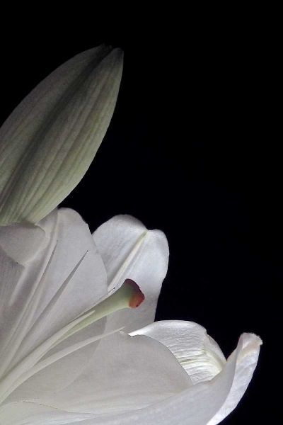 White Lilies III