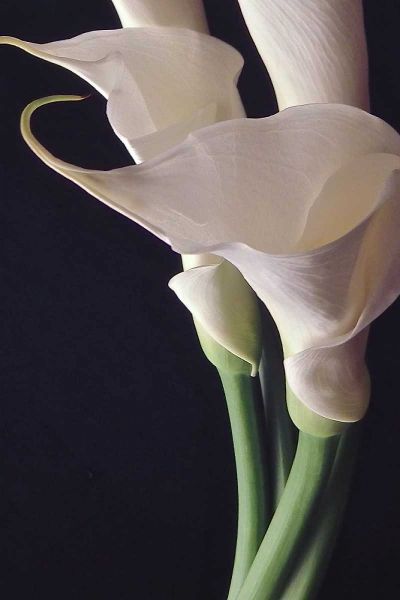 White Callas II