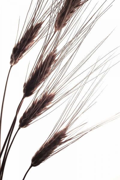 Wheat I