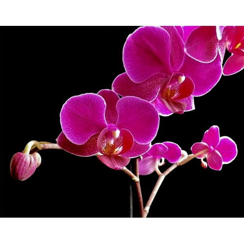 Orchid Essence II