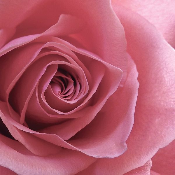 Blush Rose