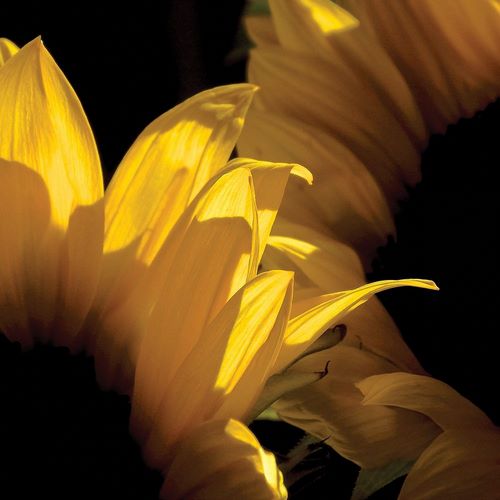 Sunlit Sunflowers V
