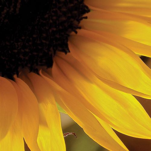 Sunlit Sunfloweres VI