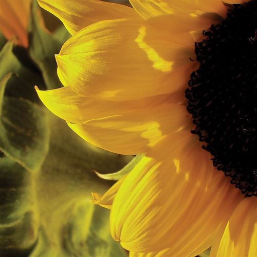 Sunlit Sunflowers VII