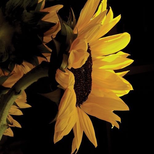 Sunlit Sunflowers VIII