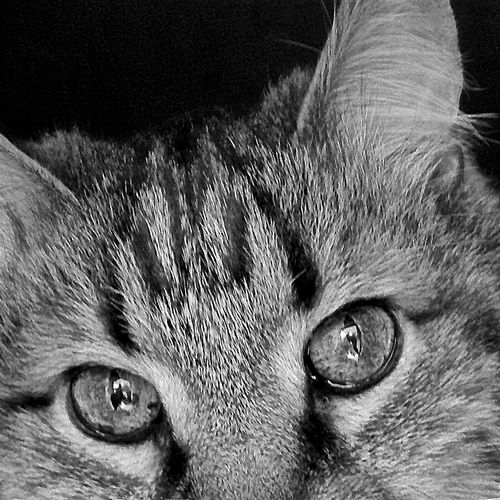 Cat Eyes BandW II